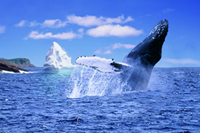 Newfoundland & Labrador