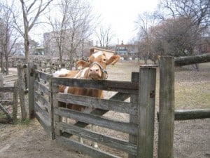 Riverdale Farm Cow (500 x 375) Riverdale Farm Cow, Riverdale Farm, Free Toronto, Toronto Family