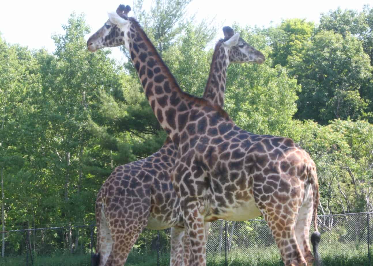 Come up and close with nature's beautiful animals at the Toronto Zoo
