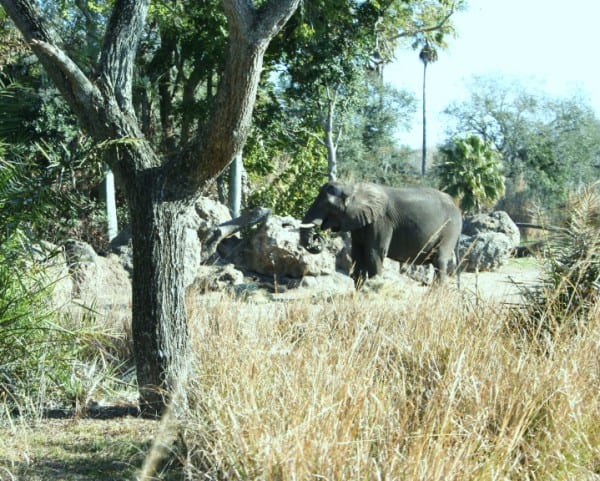 animal kingdom, disney's animal kingdom, elephant animal kingdom