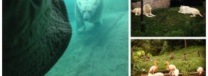 the toronto zoo
