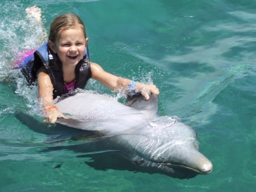 Other Sea Animals You Can Encounter at Dolphin Cove Jamaica