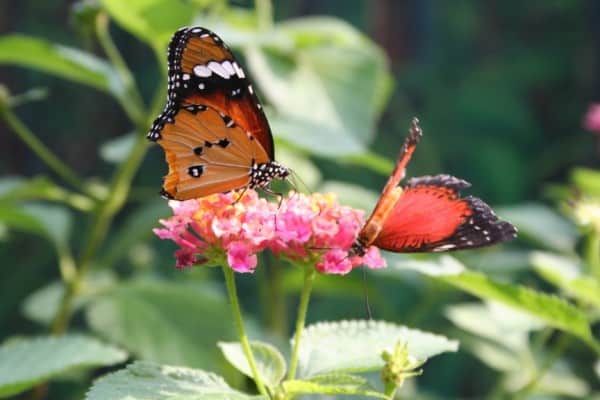 butterflies, the Toronto Zoo, malayan woods pavilion