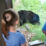 calgary zoo, calgary zoo black bears, bears, calgary zoo with kids, canadian trail