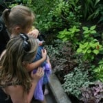 calgary zoo, calgary zoo butterfly conservatory, butterflies calgary zoo
