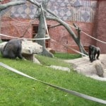 calgary zoo, gorillas, gorillas at the calgary zoo, calgary zoo with kids