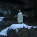 calgary zoo, calgary zoo penguin plunge, calgary zoo penguins, penguin exhibit