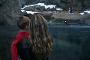 calgary zoo, penguins, calgary zoo penguin plunge, penguin plunge, calgary zoo with kids