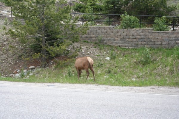 jasper roadside elk, elk jasper, elk in jasper, jasper alberta