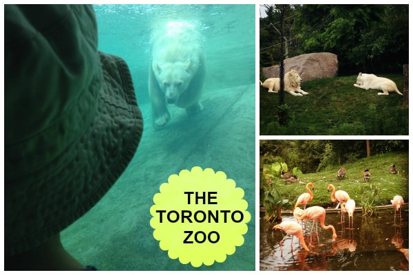 the toronto zoo